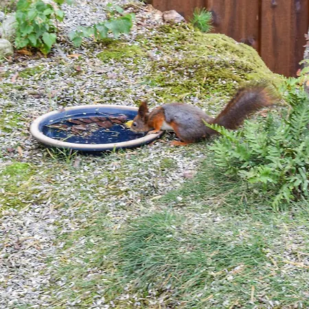3 Bedroom Pet Friendly In *